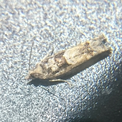 Pseudexentera spoliana