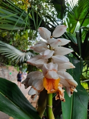 Alpinia hainanensis