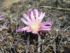 Echinofossulocactus lamellosus