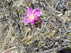 Echinofossulocactus lamellosus