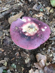 Russula atropurpurea