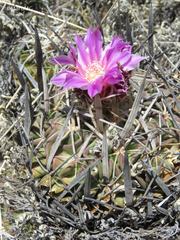 Echinofossulocactus lamellosus