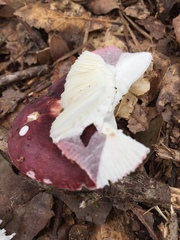 Russula atropurpurea