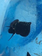 Leptoxis virgata