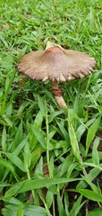 Chlorophyllum