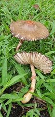 Chlorophyllum