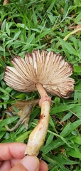 Chlorophyllum