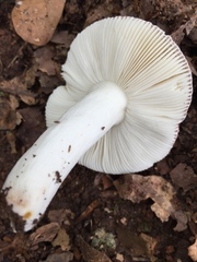 Russula atropurpurea