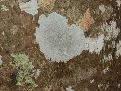 Lepra multipunctoides