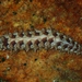 Dark-marked Scaleworm - Photo (c) Nick Shaw, some rights reserved (CC BY-NC), uploaded by Nick Shaw