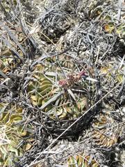 Echinofossulocactus lamellosus