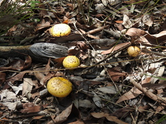 Amanita flavella