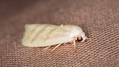 Earias paralella