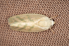 Earias paralella