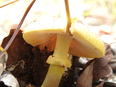Amanita flavella