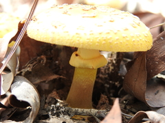 Amanita flavella