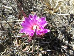 Echinofossulocactus lamellosus