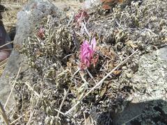 Echinofossulocactus lamellosus