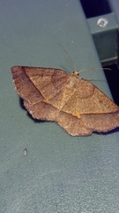 Metarranthis obfirmaria