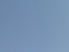 Spilornis cheela