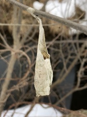 Callosamia promethea