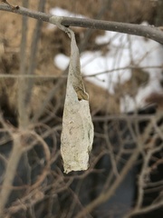 Callosamia promethea