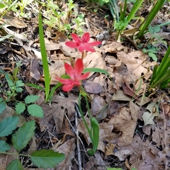 Freesia laxa