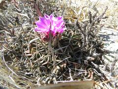 Echinofossulocactus lamellosus