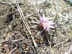 Echinofossulocactus lamellosus