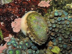 Diodora