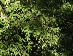 Miconia impetiolaris