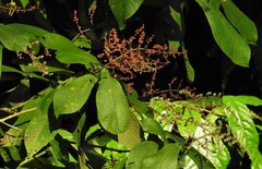Miconia impetiolaris