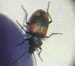 Panagaeus crucigerus