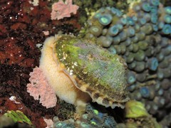 Diodora