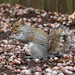 Eastern Gray Squirrel - Photo (c) Katja Schulz, some rights reserved (CC BY), uploaded by Katja Schulz
