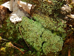 Cladonia subcariosa