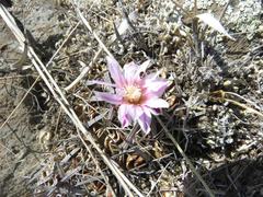 Echinofossulocactus lamellosus