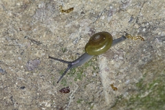 Macrochlamydinae