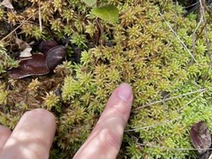 Sphagnum perichaetiale