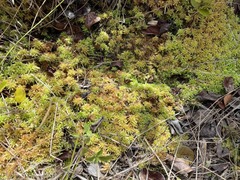 Sphagnum perichaetiale