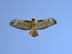 Buteo jamaicensis
