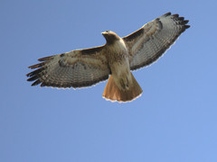 Buteo jamaicensis