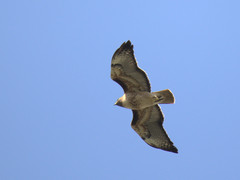 Buteo jamaicensis