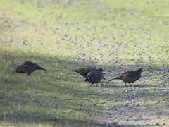 Callipepla californica