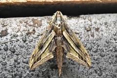 Xylophanes maculator