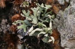 Heterodermia leucomelos