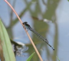 Pseudagrion hamoni
