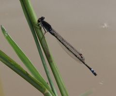 Pseudagrion hamoni