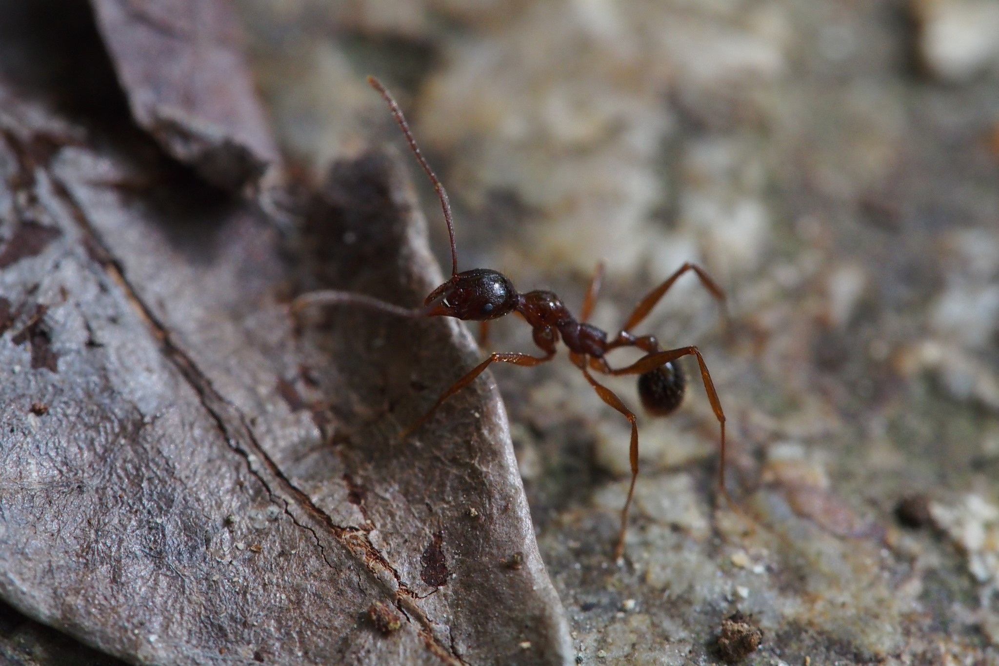 Aphaenogaster famelica
