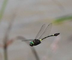 Phyllomacromia contumax